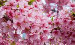 When Do Cherry Blossoms Bloom? Travel Tips for Viewing Season
