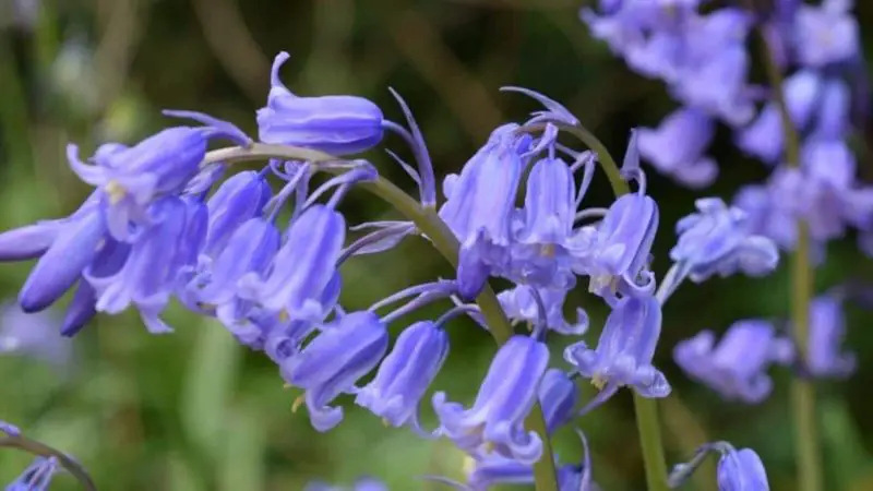 What Flowers Bloom in Spring? Best Choices for a Vibrant Garden