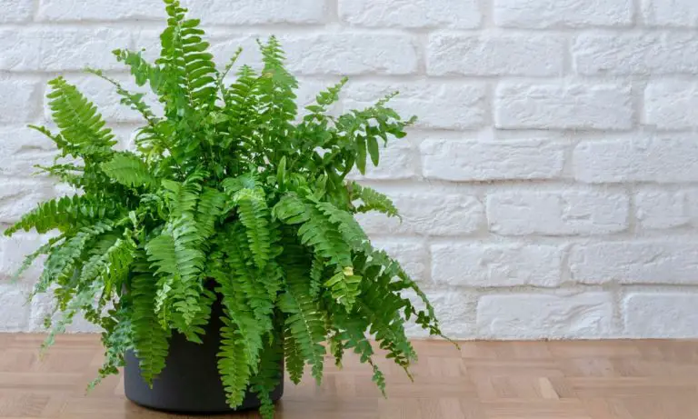 How to Care for Boston Ferns and Keep Them Green All Year Long
