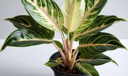 How to Care for Chinese Evergreen and Keep Its Leaves Vibrant