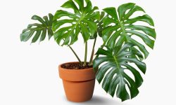 How to Care for Monstera Deliciosa: Expert Tips You Should Know