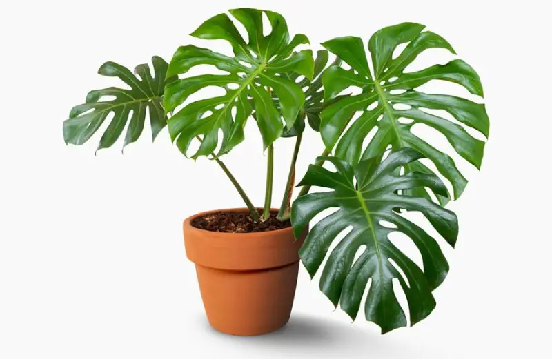 How to Care for Monstera Deliciosa: Expert Tips You Should Know