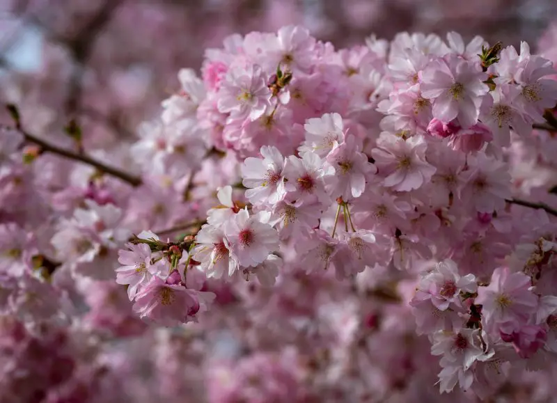 When Do Cherry Blossoms Bloom in Japan? Essential Travel Tips