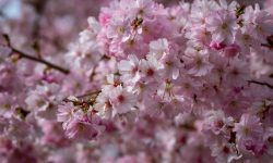 When Do Cherry Blossoms Bloom in Japan? Essential Travel Tips
