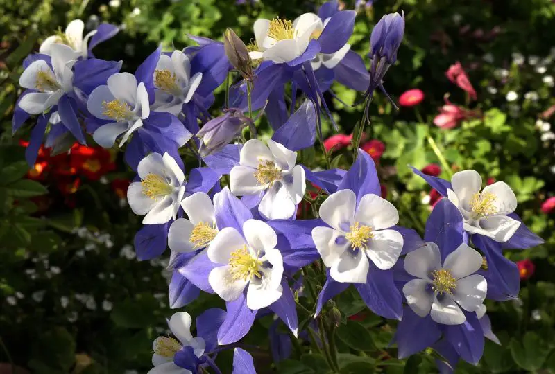 What Flowers Bloom in Spring? Best Choices for a Vibrant Garden