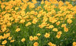 How to Care for Coreopsis and Make Your Garden Glow with Color