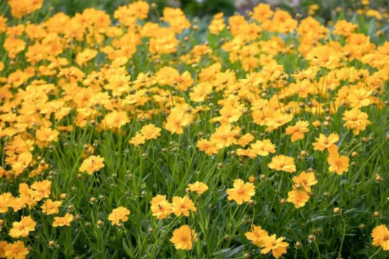 How to Care for Coreopsis and Make Your Garden Glow with Color