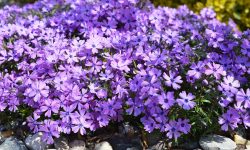 When Does Creeping Phlox Bloom? Guide for a Carpet of Color