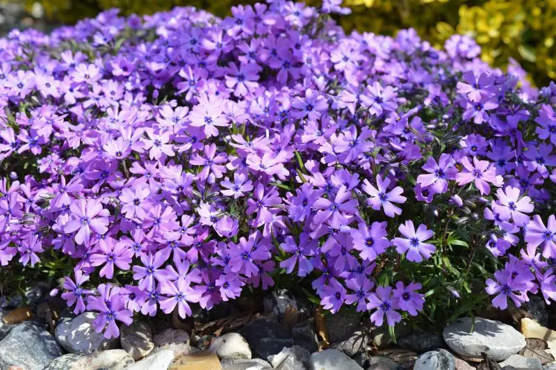 When Does Creeping Phlox Bloom? Guide for a Carpet of Color