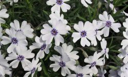 How to Prune Creeping Phlox for Healthy Growth and Long Blooms