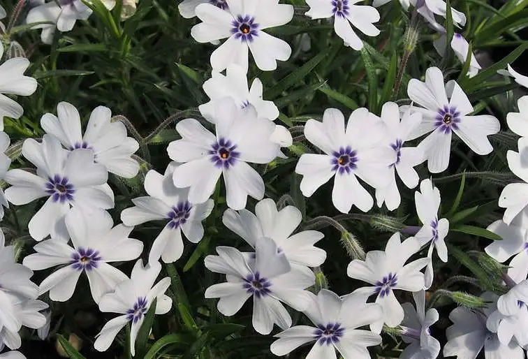 How to Prune Creeping Phlox for Healthy Growth and Long Blooms