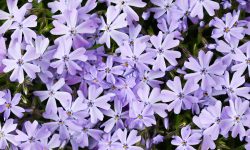 How to Propagate Creeping Phlox the Right Way for Faster Growth