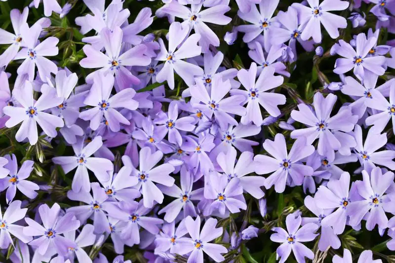 How to Propagate Creeping Phlox the Right Way for Faster Growth