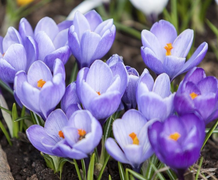 What Flowers Bloom in Spring? Best Choices for a Vibrant Garden