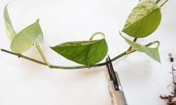 Where to Cut Pothos to Propagate: Advice for Creating New Plants