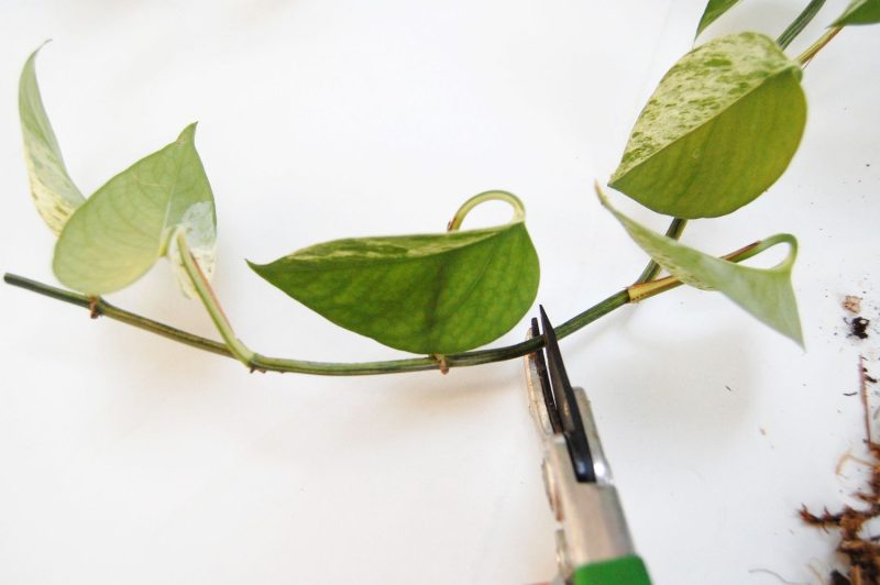 Where to Cut Pothos to Propagate: Advice for Creating New Plants