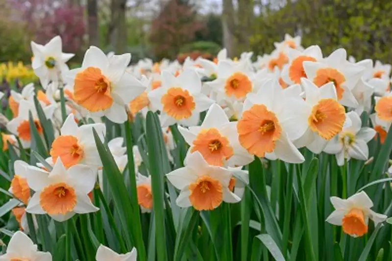 What Flowers Bloom in Spring? Best Choices for a Vibrant Garden