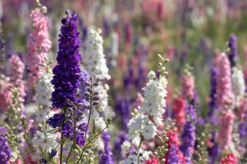 How to Deadhead Delphinium: Steps for Healthy and Happy Plants