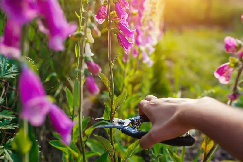 How to Deadhead Foxglove: Easy Steps for Continuous Flowering