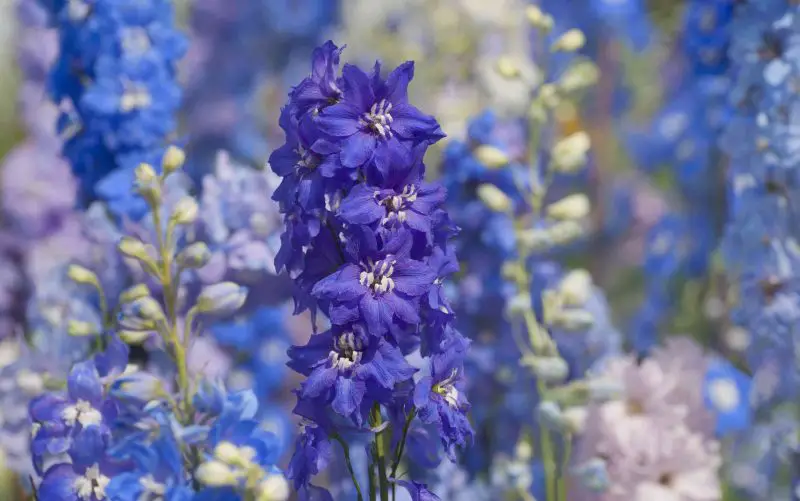 How Long Do Delphiniums Bloom? Tips for Long-lasting Blooming