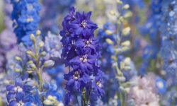 How Long Do Delphiniums Bloom? Tips for Long-lasting Blooming