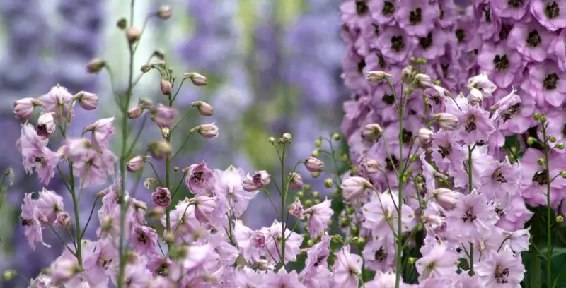 Learn how to care for delphiniums and grow vibrant, long-lasting blooms that bring breathtaking color, height, and elegance to your garden.