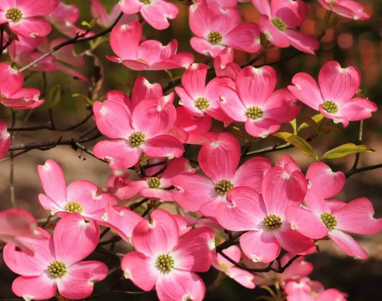 What Flowers Bloom in Spring? Best Choices for a Vibrant Garden