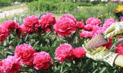 When to Fertilize Peonies: The Perfect Timing for Brighter Blooms