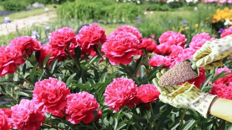 When to Fertilize Peonies: The Perfect Timing for Brighter Blooms