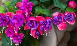 How to Grow Fuchsia: Tips for Stunning Blooms All Season Long