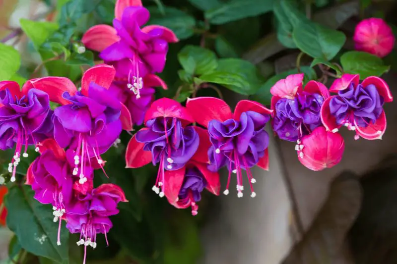 How to Grow Fuchsia: Tips for Stunning Blooms All Season Long