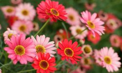 How to Care for Gerbera Daisies the Right Way for Bigger Flowers