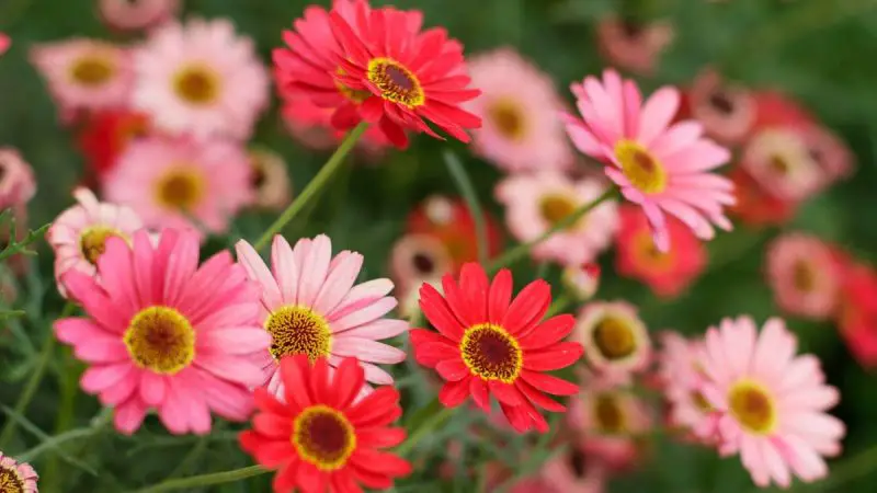 How to Care for Gerbera Daisies the Right Way for Bigger Flowers