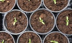 How to Germinate Marigold Seeds: Tips for Fast & Healthy Growth