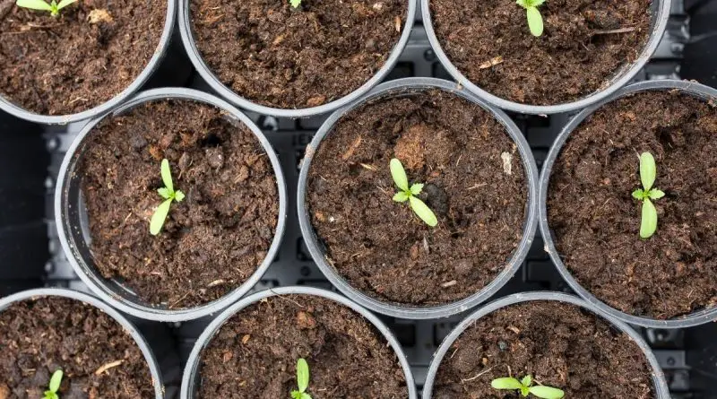 How to Germinate Marigold Seeds: Tips for Fast & Healthy Growth