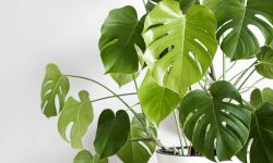 How to Grow Monstera Deliciosa Indoors: Tips for Stunning Growth