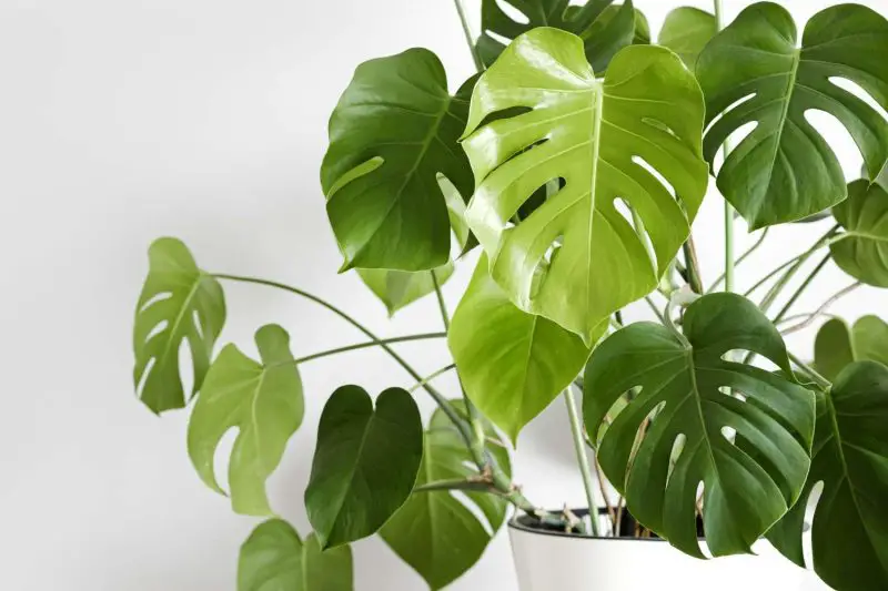 How to Grow Monstera Deliciosa Indoors: Tips for Stunning Growth