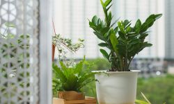 How to Grow ZZ Plant for Beginners: Simple Tips for Healthy Plants