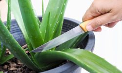 How to Harvest Aloe Vera Safely: Tips to Get the Most Healing Gel