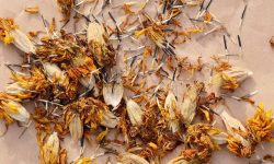 How to Harvest Marigold Seeds for Endless Blooms Next Season