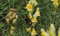How to Harvest Snapdragon Seeds for Endless Blooms Next Year