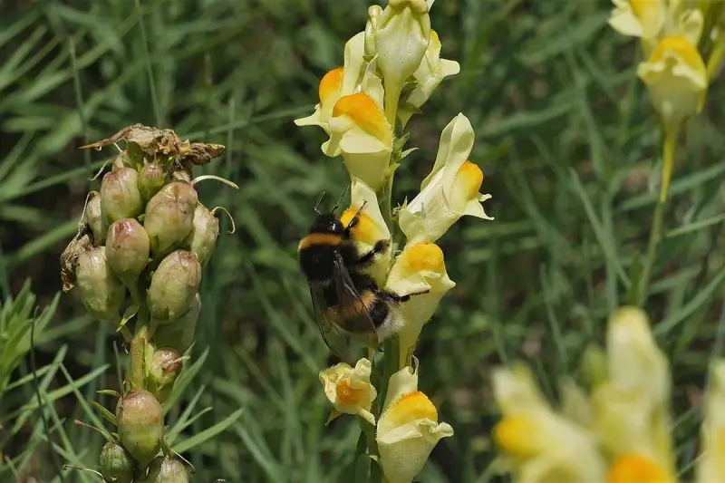 How to Harvest Snapdragon Seeds for Endless Blooms Next Year