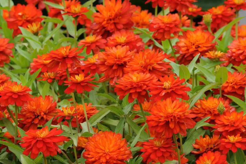 Top 12 Summer Flowers Bring Endless Color to American Gardens