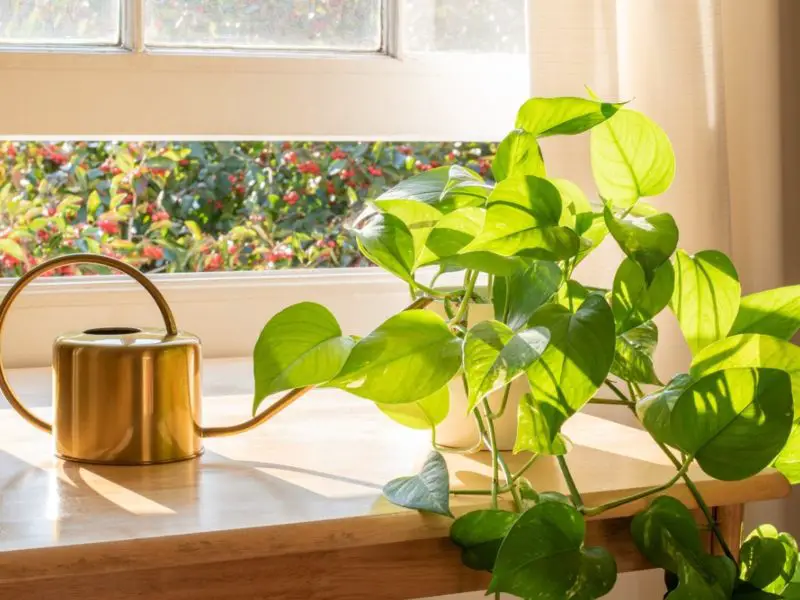How Much Light Do Pothos Need to Stay Green and Lush All Year?
