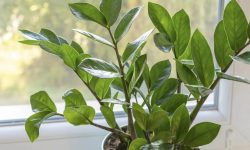 How Much Light Does a ZZ Plant Need to Stay Green and Glossy?