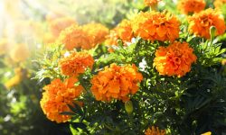 How Much Sun Do Marigolds Need? Expert Tips for Healthy Plants