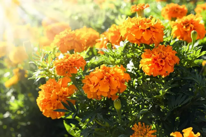 How Much Sun Do Marigolds Need? Expert Tips for Healthy Plants