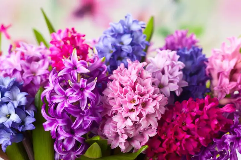 What Flowers Bloom in Spring? Best Choices for a Vibrant Garden