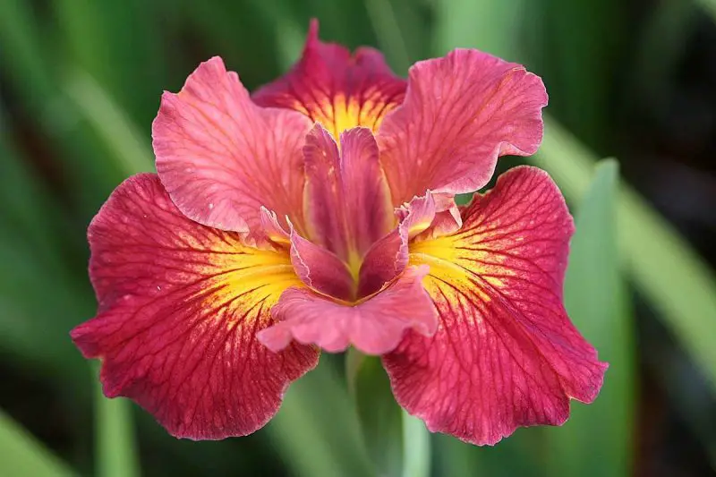 What Flowers Bloom in Spring? Best Choices for a Vibrant Garden