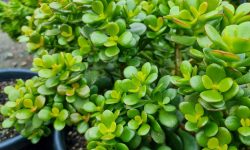 How to Care for a Jade Plant: Simple Methods That Actually Work